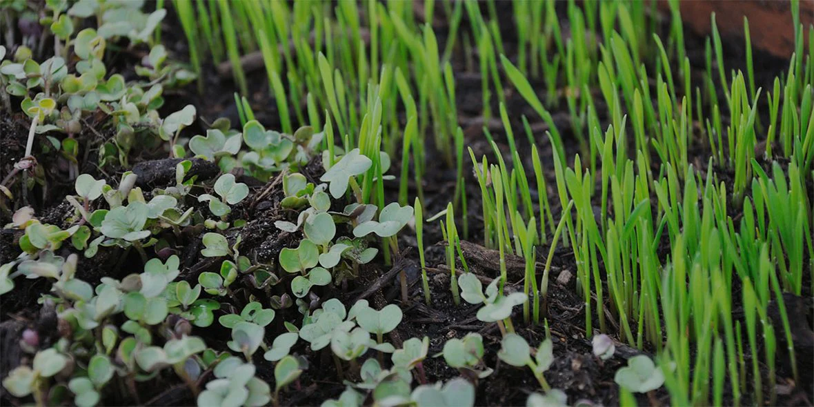 Cultivate Your Dream Garden Today