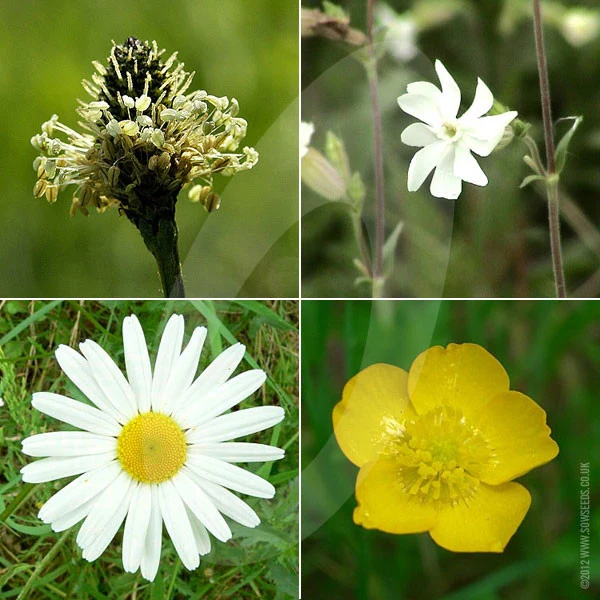 100% General Purpose Wildflower Meadow Seed Mix - Image 3