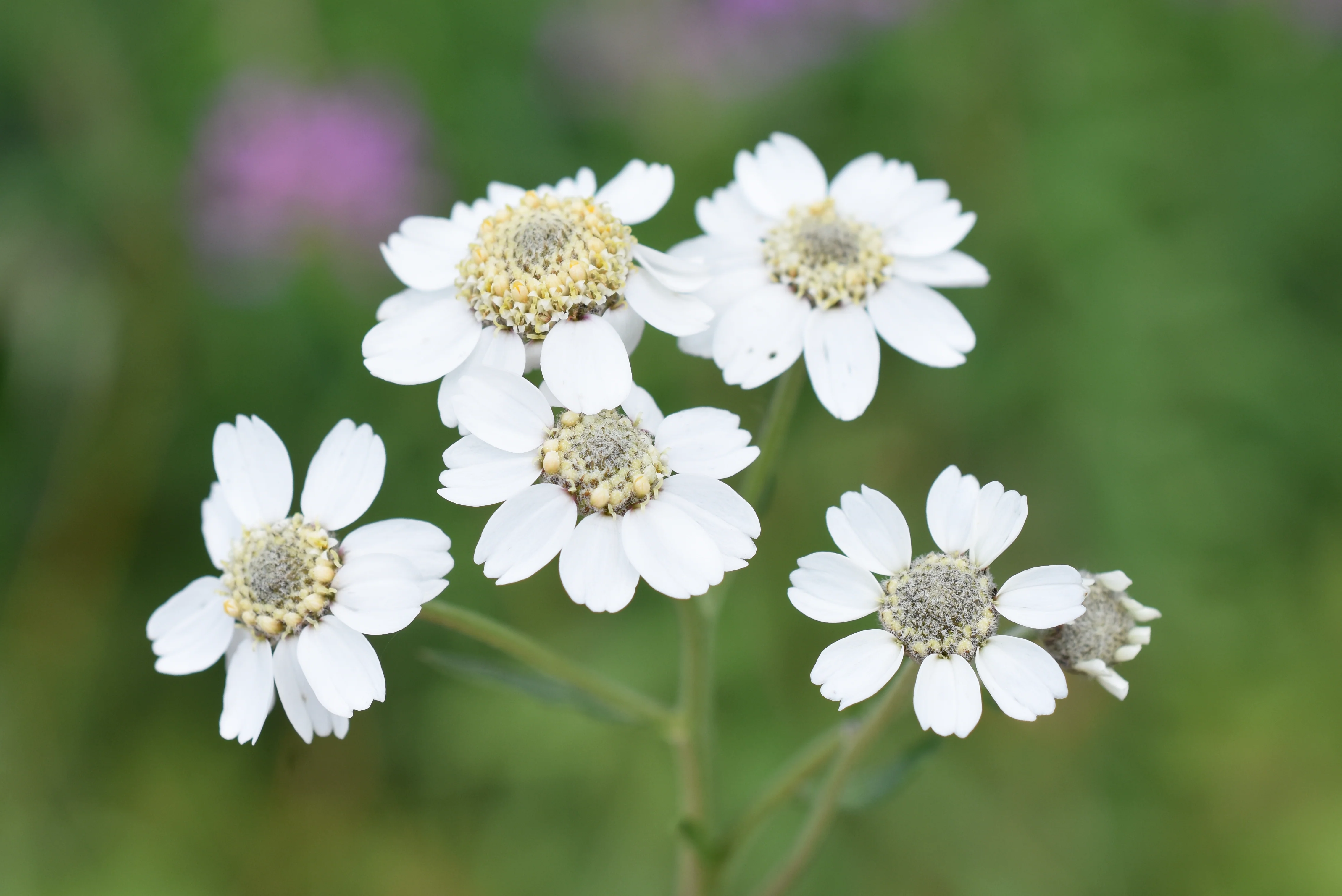 Achillea Ptarmica 'The Pearl' Cut Flower Seeds - Image 2