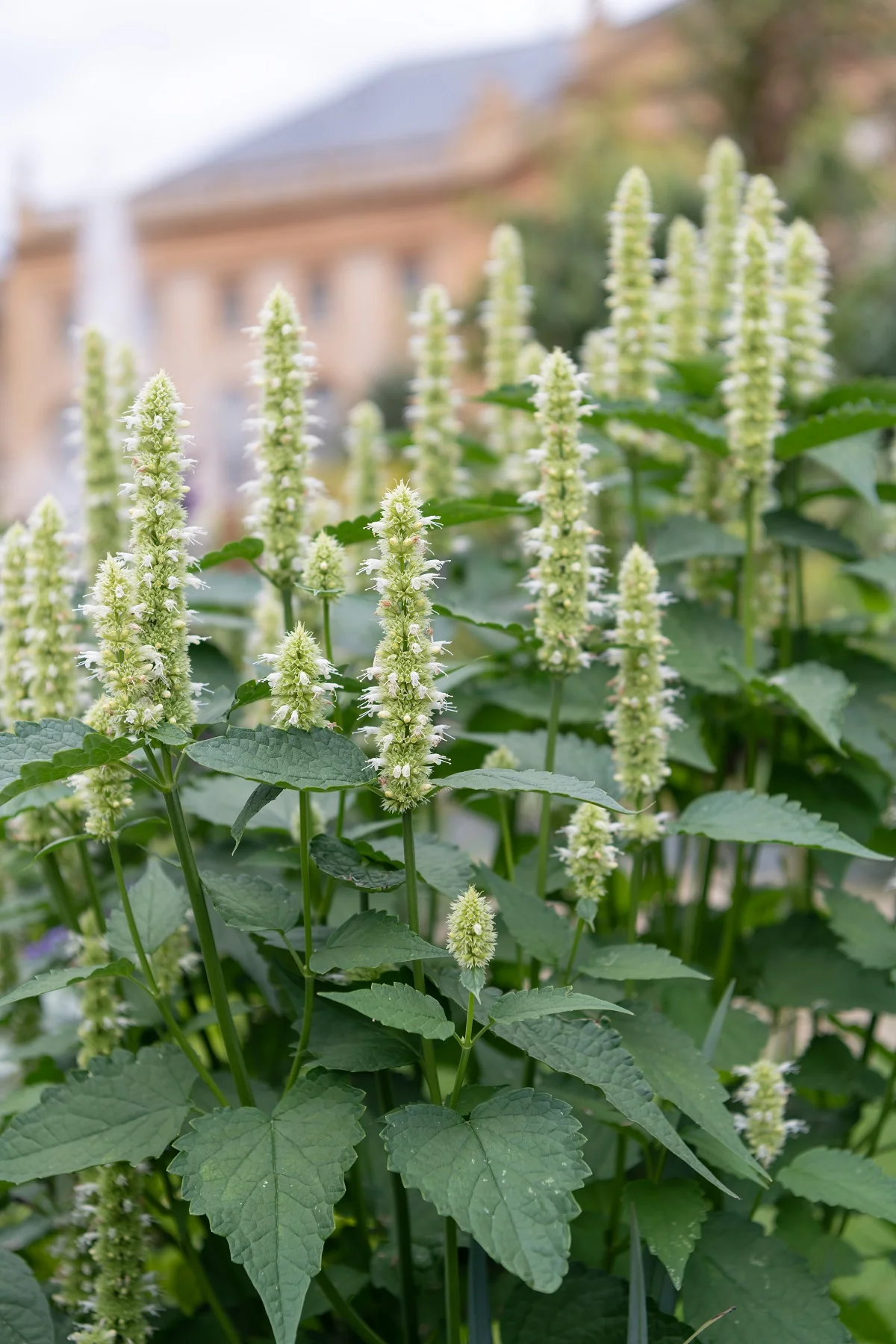 Agastache Rugosa 'Liquorice White' Cut Flower Seeds - Image 2
