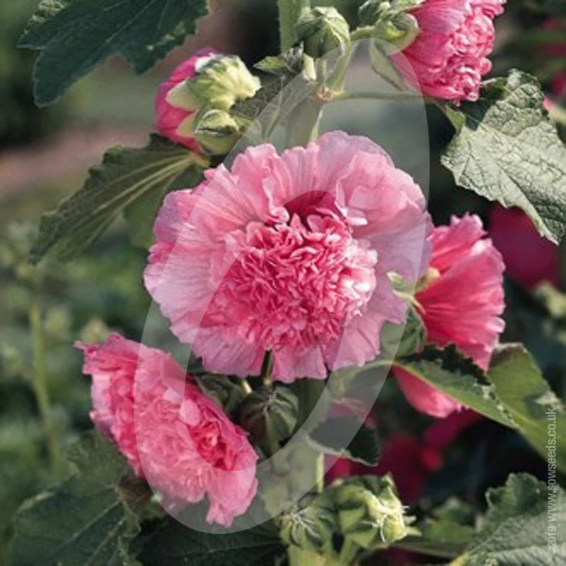 Alcea Rosea 'Hollyhocks Chater's Double Rose Pink' Cut Flower Seeds - Image 2