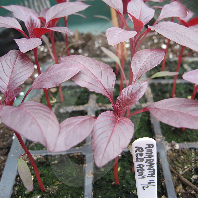 Amaranth Red Seeds - Image 5