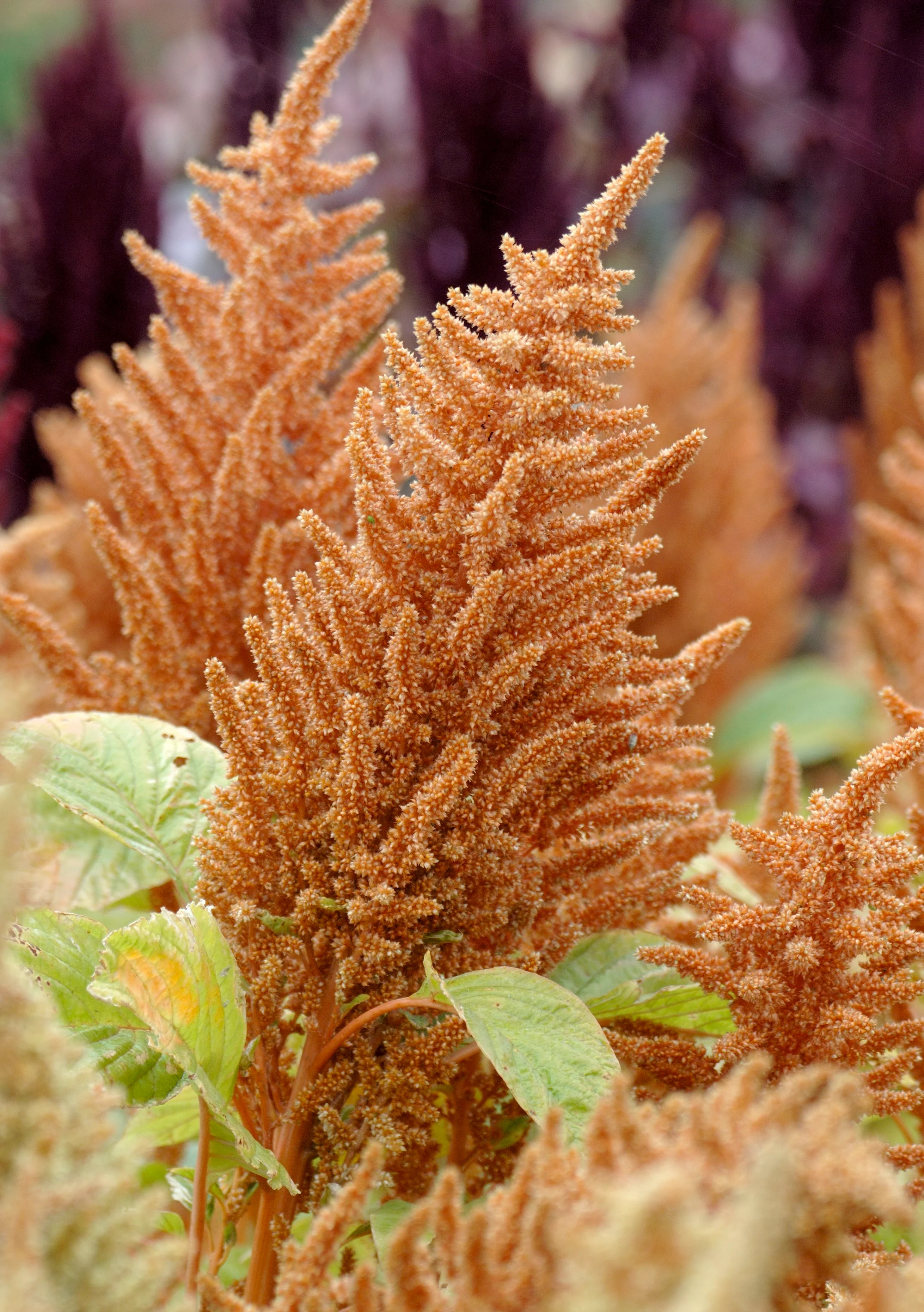 Amaranthus Cruentus 'Hot Biscuits' Cut Flower Seeds - Image 2