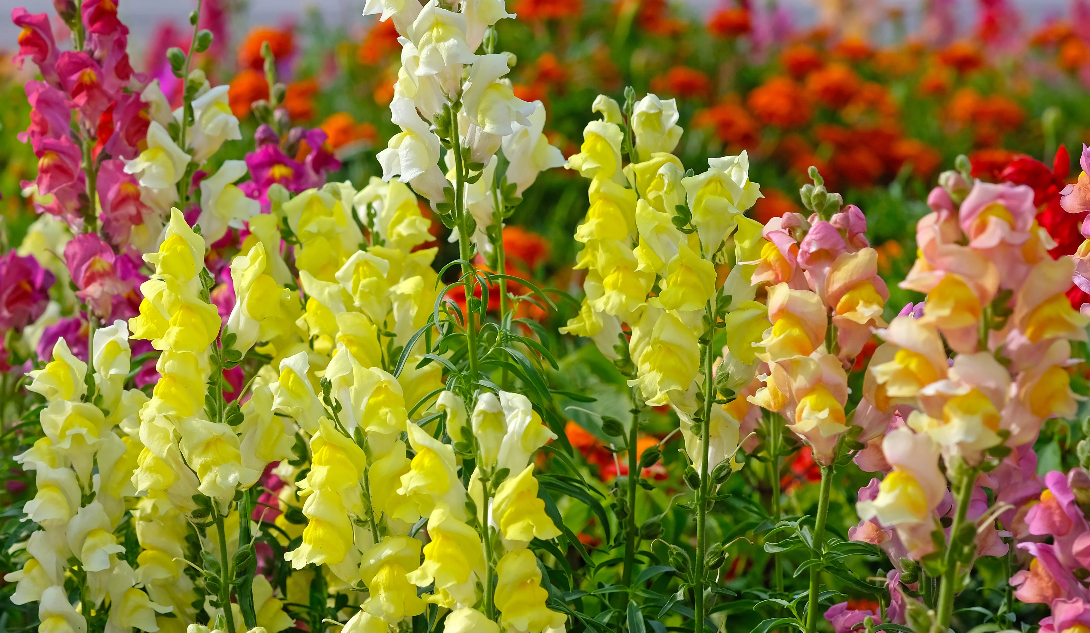Antirrhinum Madame Butterfly Cut Flower Seeds - Image 2