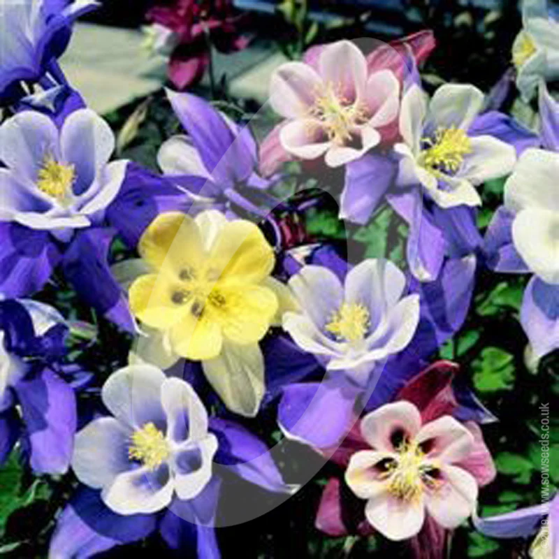 Aquilegia Caerulea 'Mckana Giant Hybrids' Cut Flower Seeds - Image 2