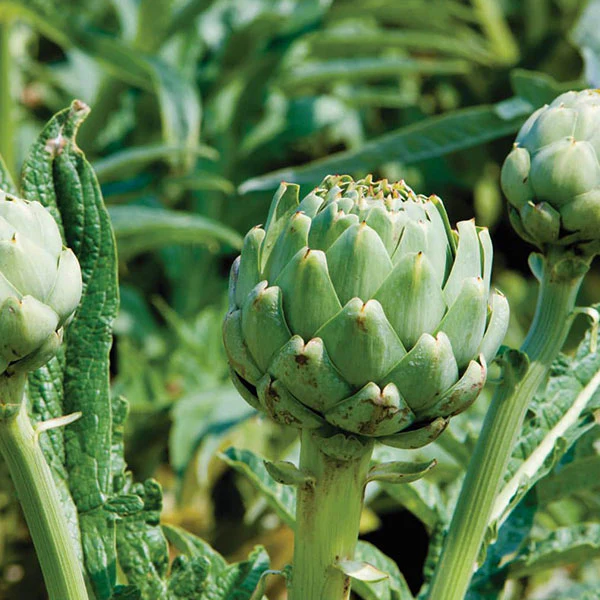 Artichoke Italian Green Globe Vegetable Seeds - Image 2