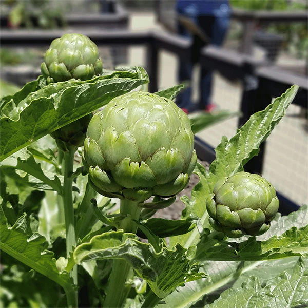 Artichoke Italian Green Globe Vegetable Seeds - Image 3