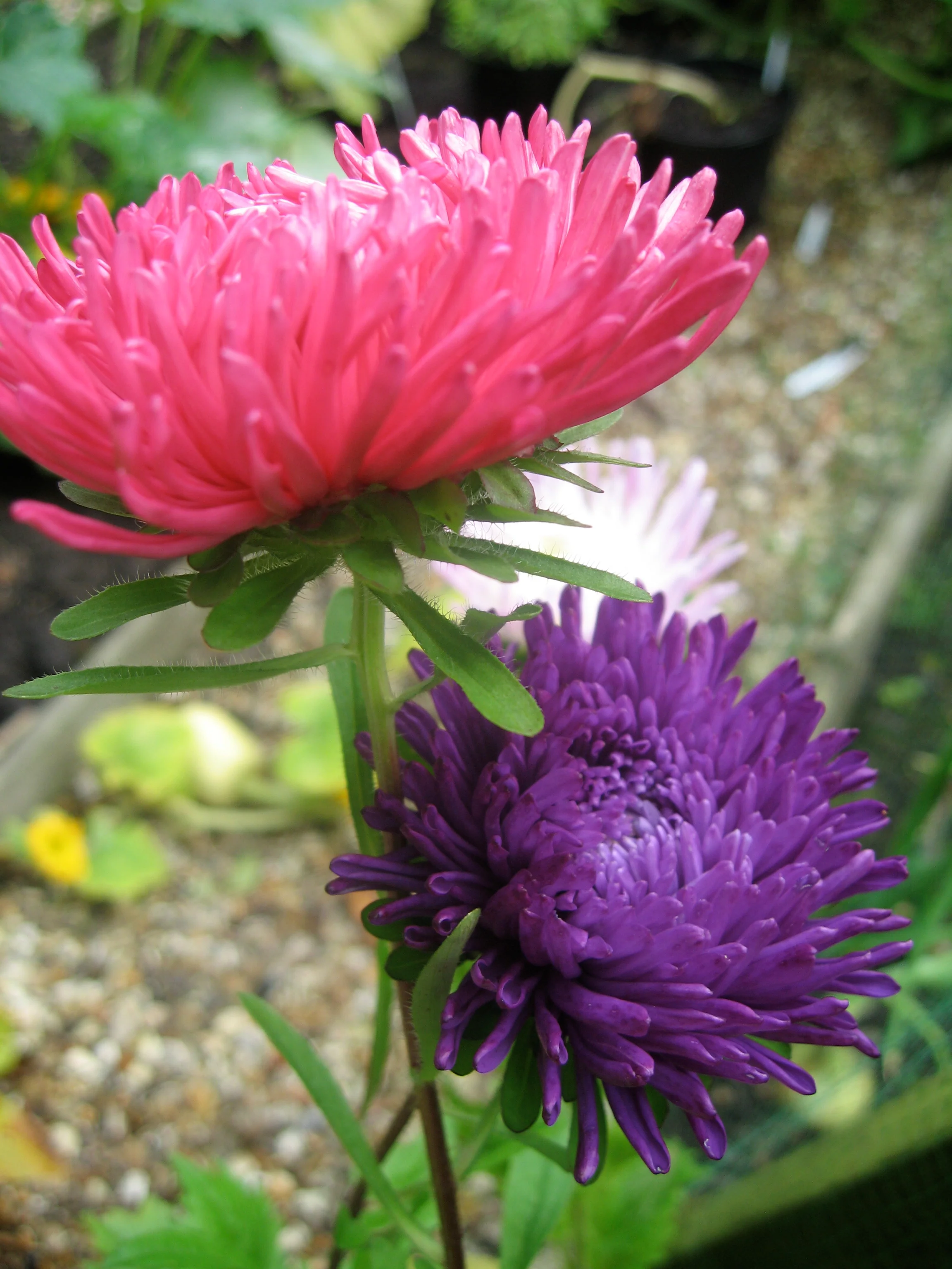 Aster Giant Princess Choice Mixed Cut Flower Seeds - Image 2