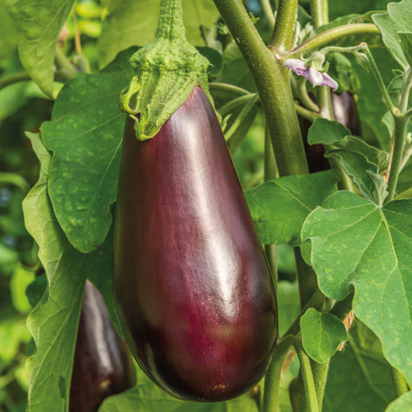 Aubergine Black Beauty Seeds - Image 4