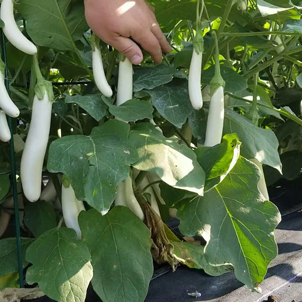 Aubergine White Sausage Seeds - Image 3