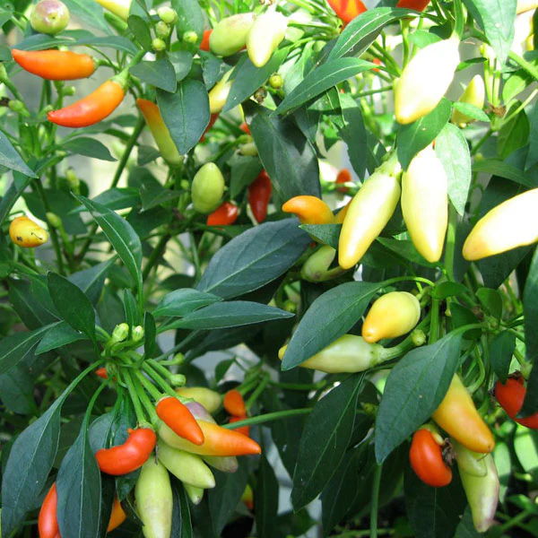Chilli Pepper Bahian Sauce (Piri Piri) Seeds - Image 2