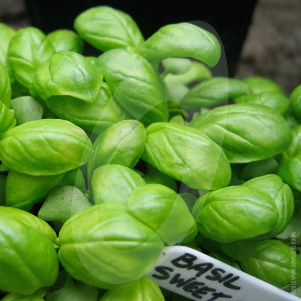 Herb Basil Sweet Genovese Seeds - Image 3
