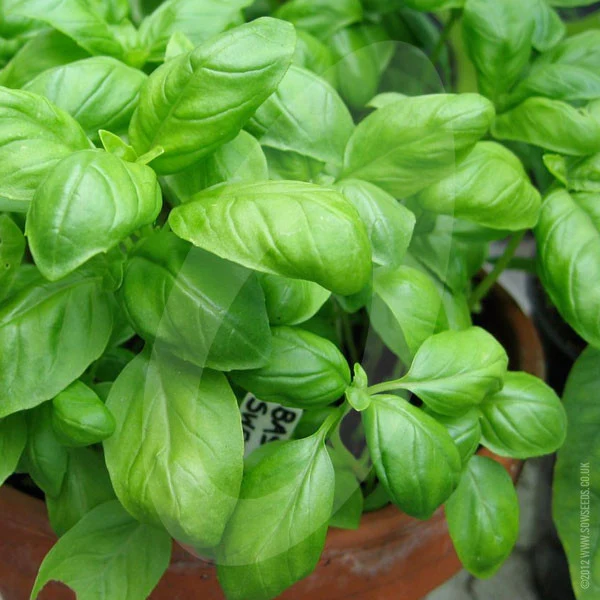 Herb Basil Sweet Genovese Seeds - Image 4