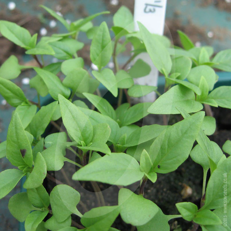 Herb Basil Sweet Thai Seeds - Image 3