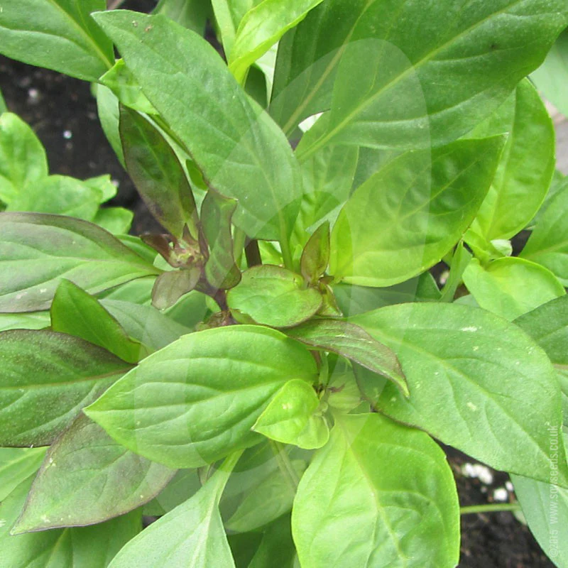Herb Basil Sweet Thai Seeds - Image 4