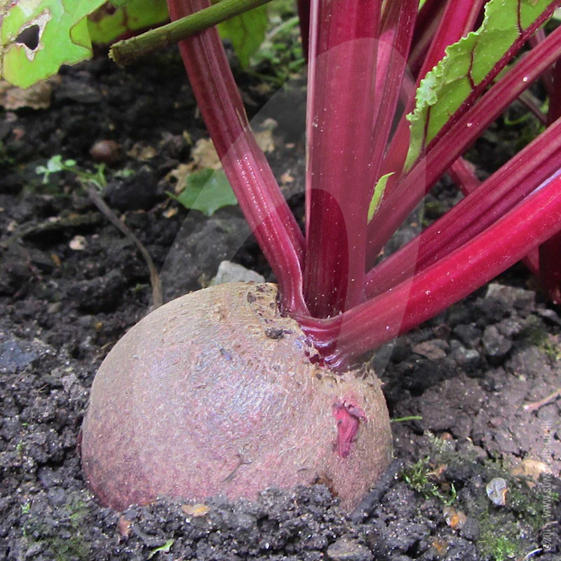 Beetroot Boltardy Seeds (AGM) - Image 3