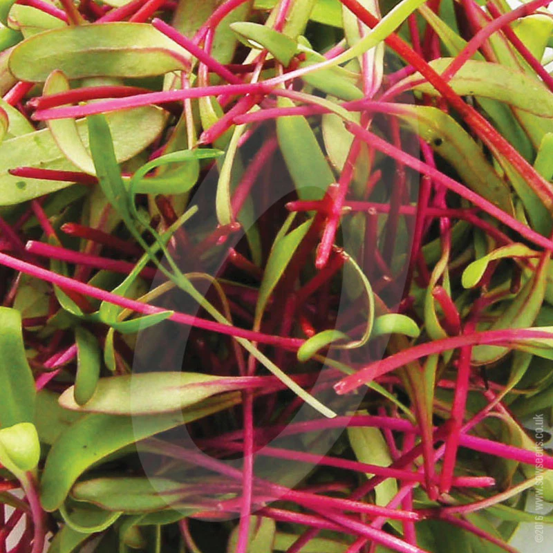 Beetroot Bulls Blood Microgreens Seeds - Image 3