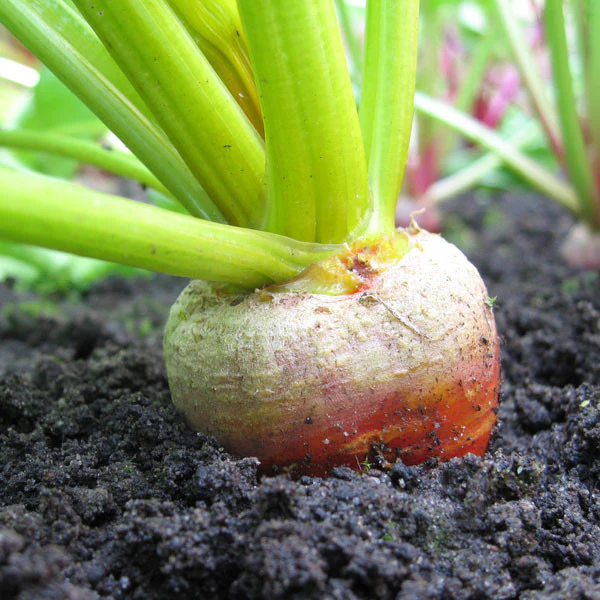 Beetroot Burpees Golden Seeds - Image 2
