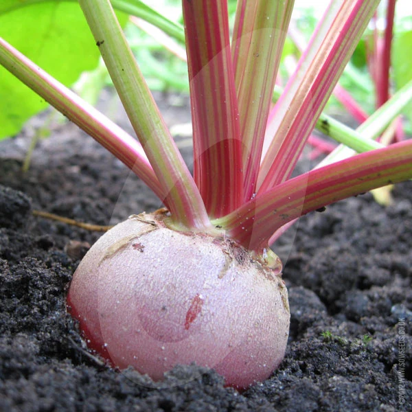 Beetroot Chioggia Seeds - Image 3