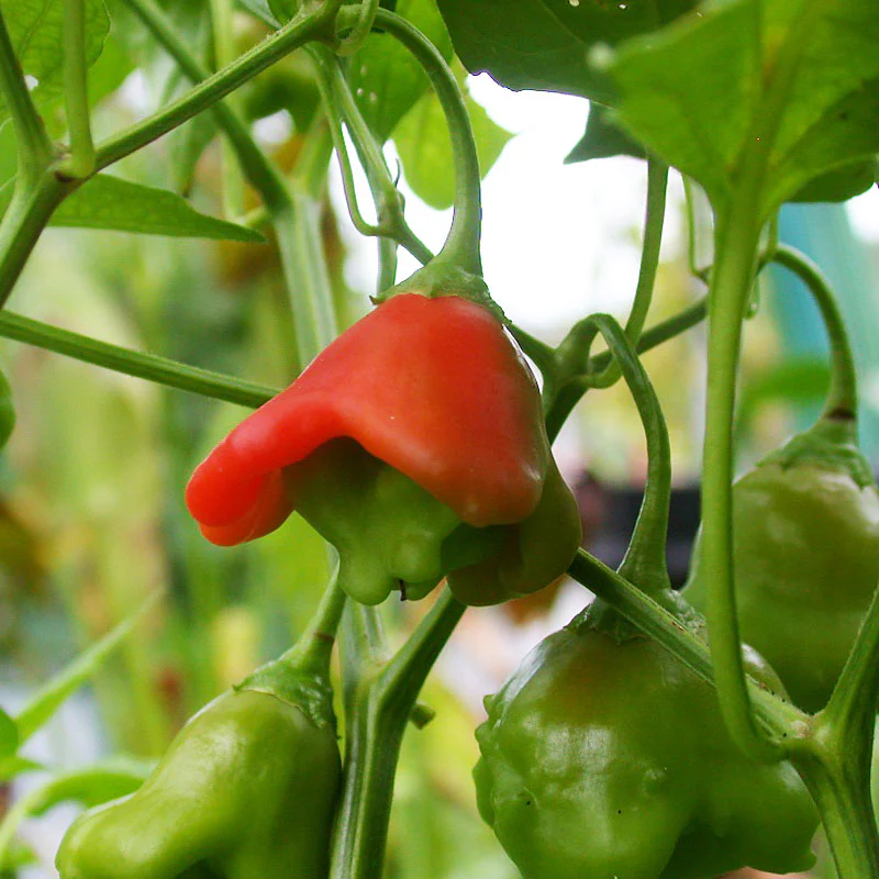 Chilli Pepper Bishops Crown Seeds - Image 3