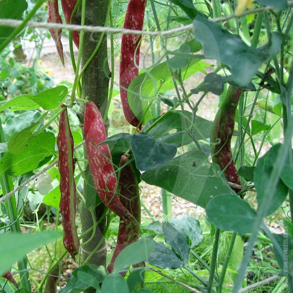 Borlotti Bean Borlotto Lingua di Fuoco Seeds - Image 6