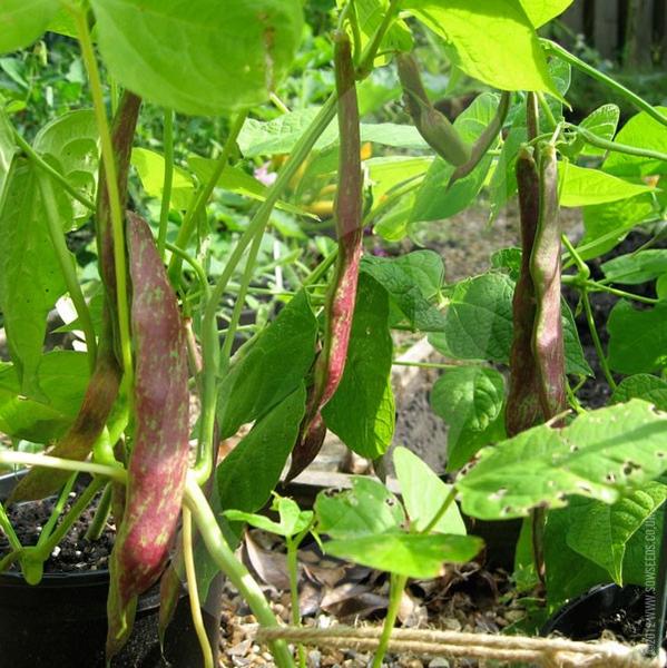 Borlotti Bean Tintoretto Seeds - Image 3