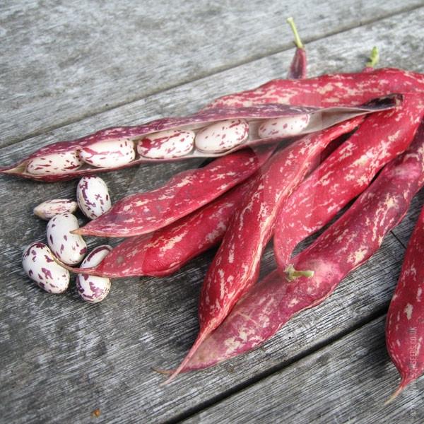Borlotti Bean Tintoretto Seeds - Image 4