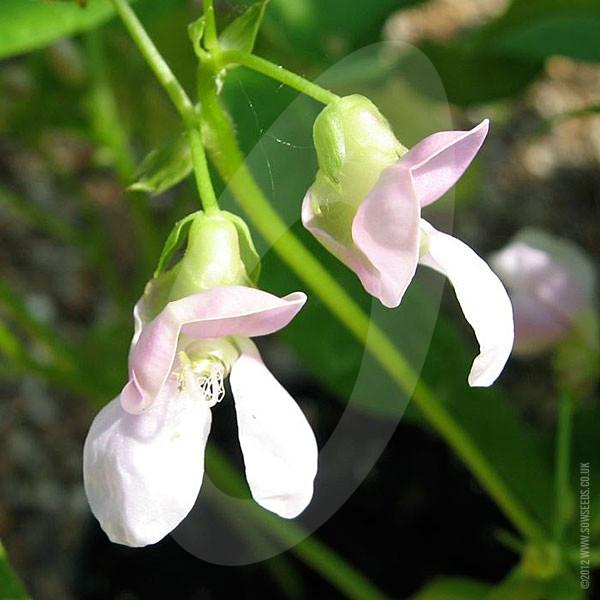 Borlotti Bean Tintoretto Seeds - Image 5