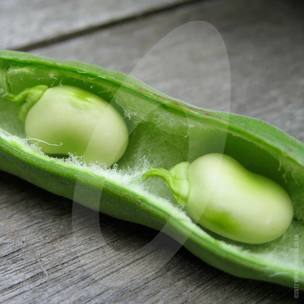 Broad Bean Aquadulce Claudia Seeds (AGM) - Image 3