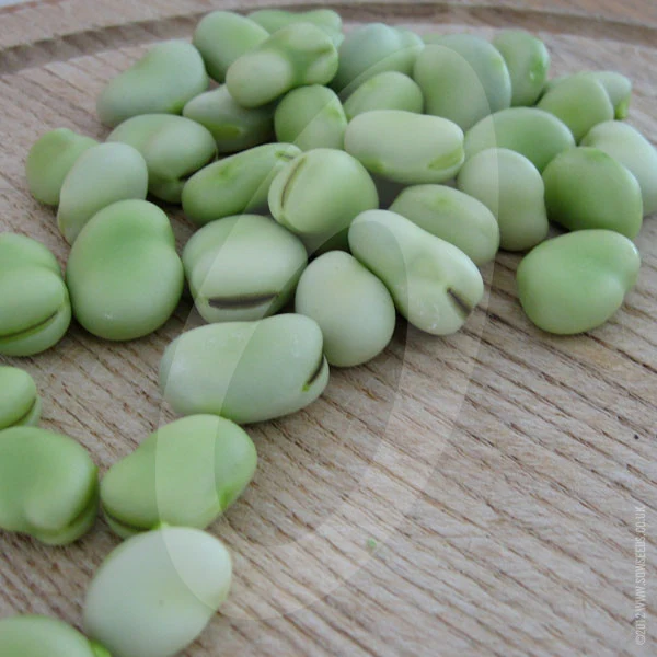 Broad Bean Aquadulce Claudia Seeds (AGM) - Image 4