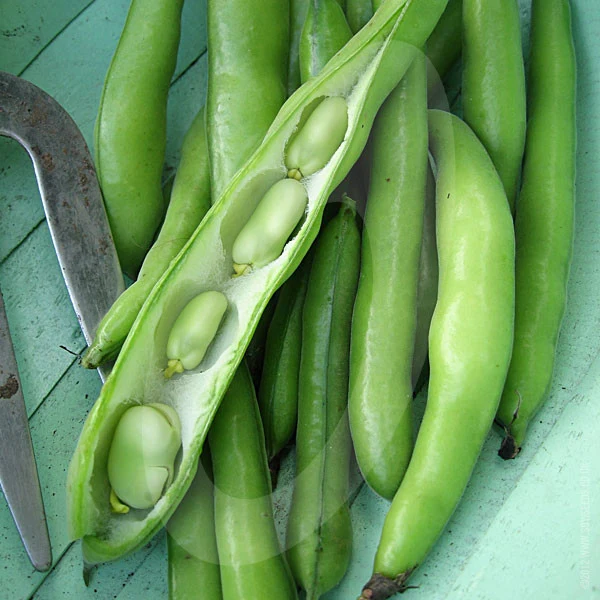Broad Bean Aquadulce Claudia Seeds (AGM) - Image 5
