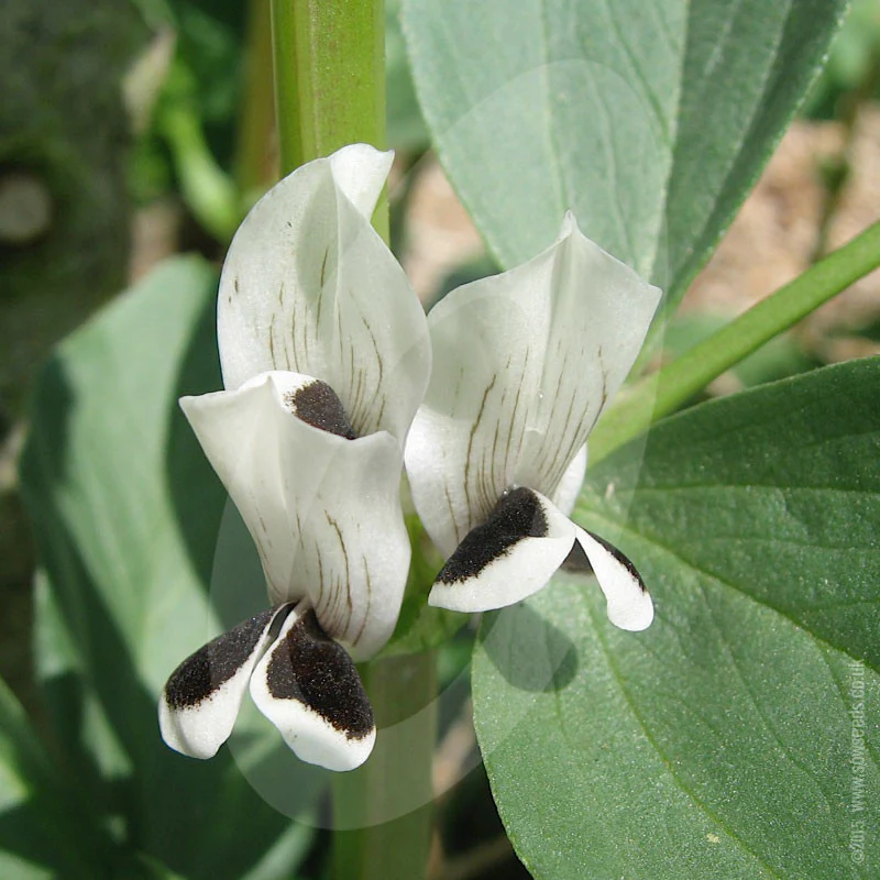 Broad Bean Aquadulce Claudia Seeds (AGM) - Image 6