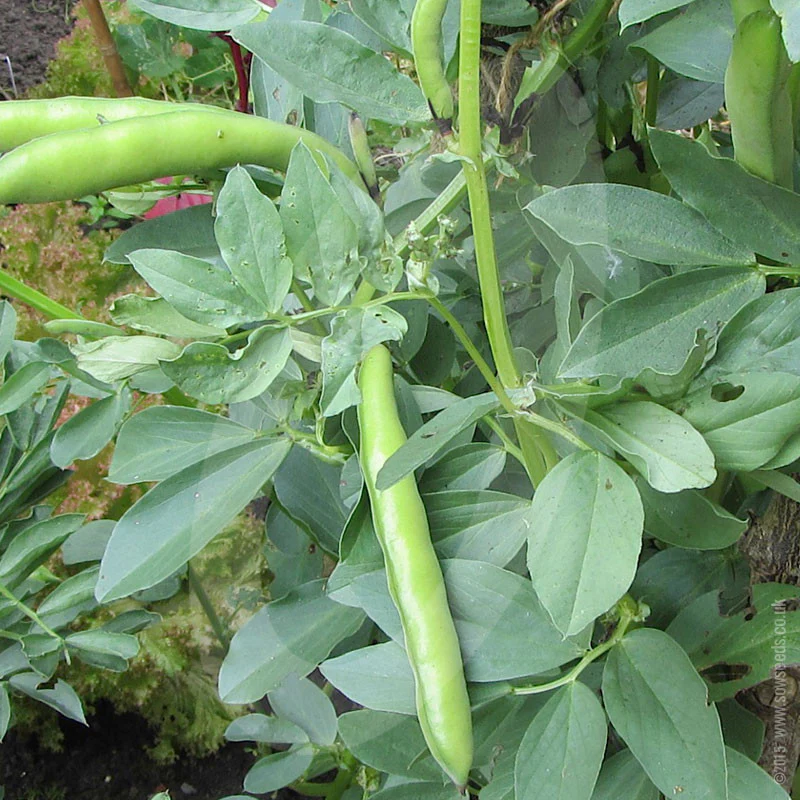 Broad Bean Aquadulce Claudia Seeds (AGM) - Image 7