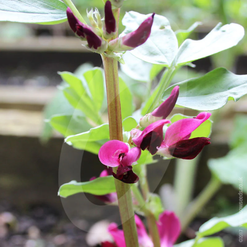 Broad Bean Crimson Flowered Seeds - Image 3
