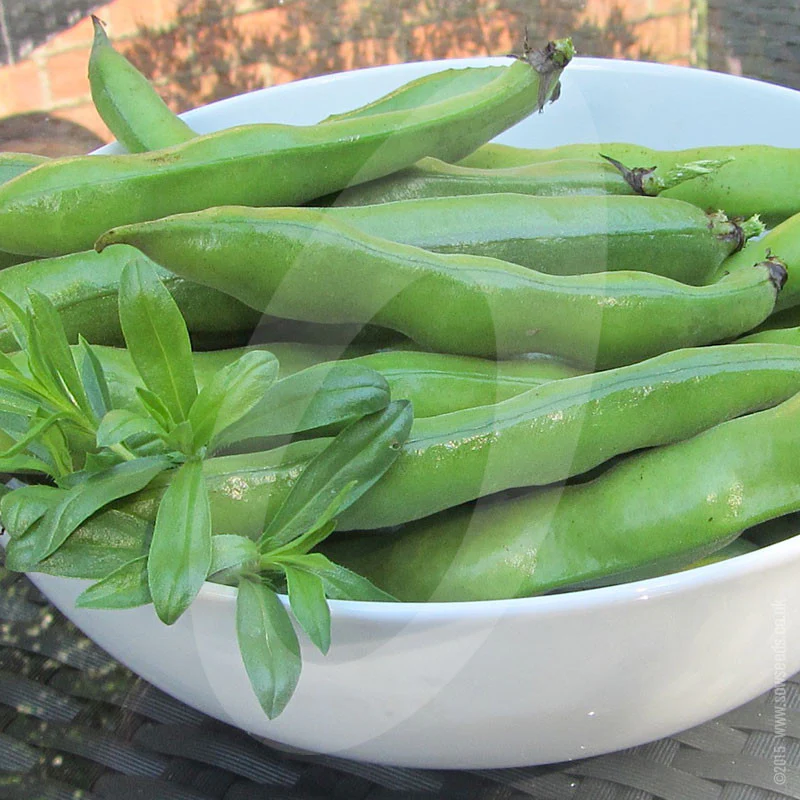 Broad Bean The Sutton Seeds (AGM) - Image 5