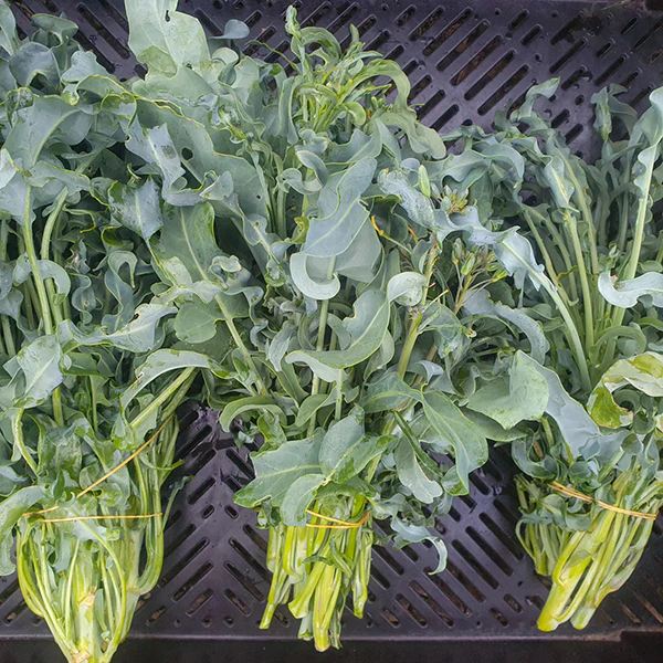Broccoli Spigariello Seeds - Image 4