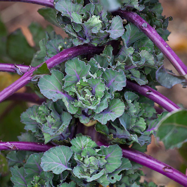 Kalettes (Flower Sprout Petit Posy) Seeds - Image 3