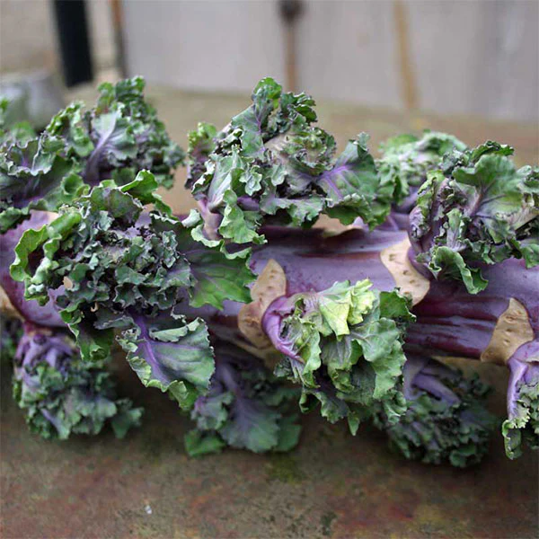 Kalettes (Flower Sprout Petit Posy) Seeds - Image 4