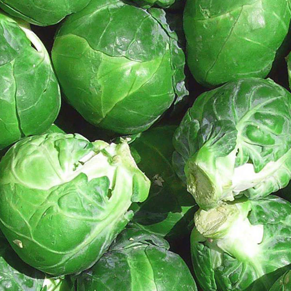 Brussels Sprout Evesham Special Seeds - Image 3