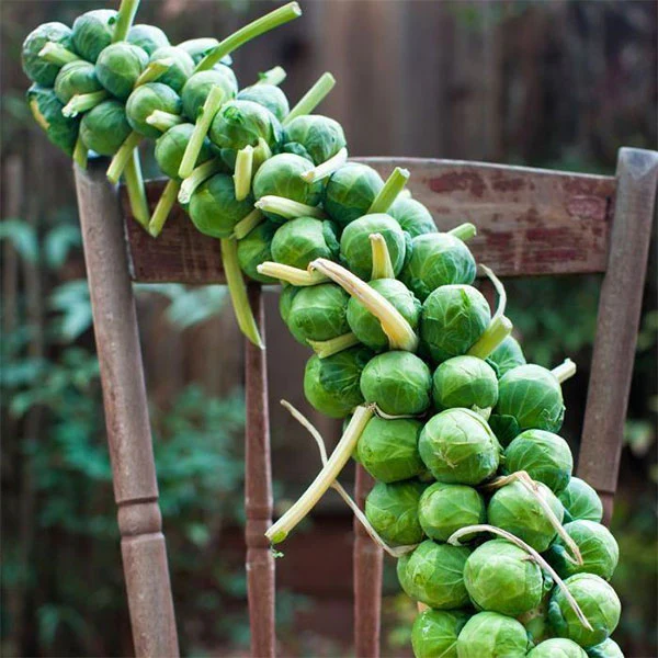 Brussels Sprout Evesham Special Seeds - Image 4