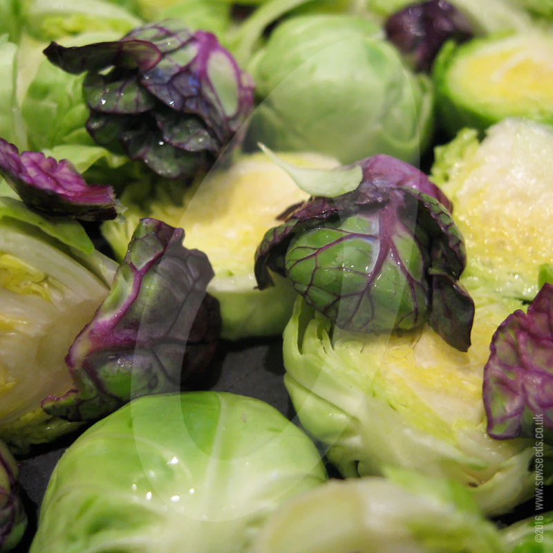 Brussels Sprout Red Ball Seeds - Image 3