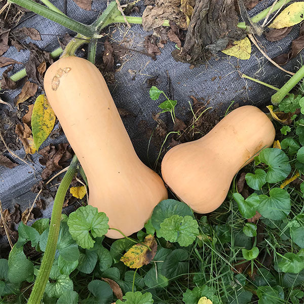 Butternut Squash Waltham (Winter) Seeds - Image 3
