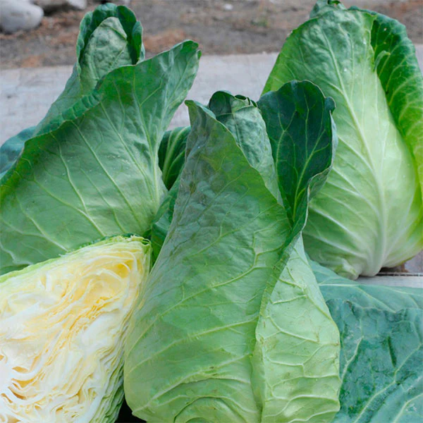 Cabbage Greyhound Seeds - Image 3