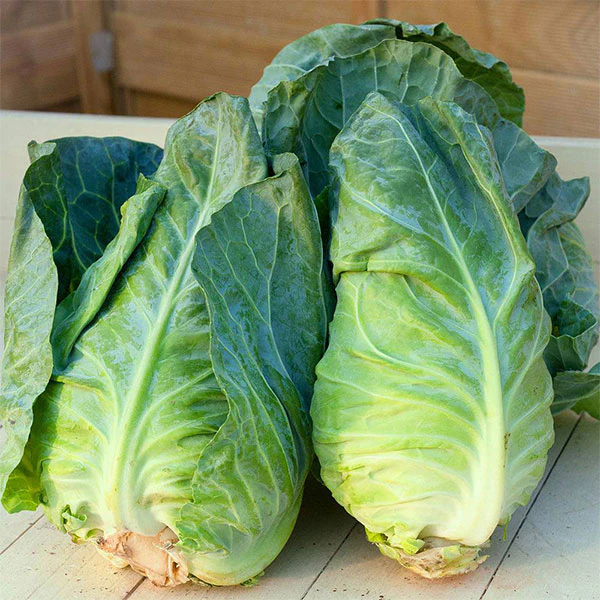 Cabbage Greyhound Seeds - Image 4