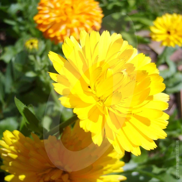 Calendula Art Shades Mixed Cut Flower Seeds - Image 3