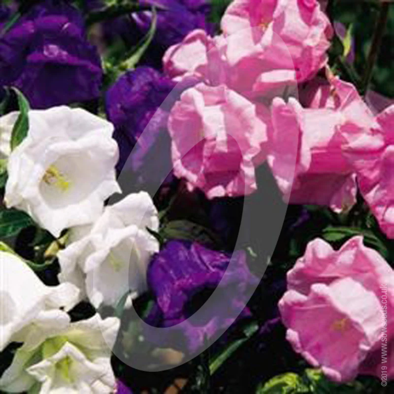 Canterbury Bells 'Calycanthema Mixed' Cut Flower Seeds - Image 2