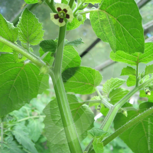 Cape Gooseberry Dwarf Seeds - Image 3