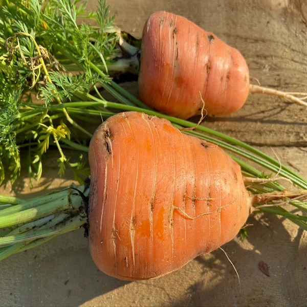 Carrot Oxheart Seeds - Image 3
