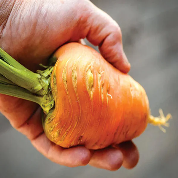 Carrot Oxheart Seeds - Image 4