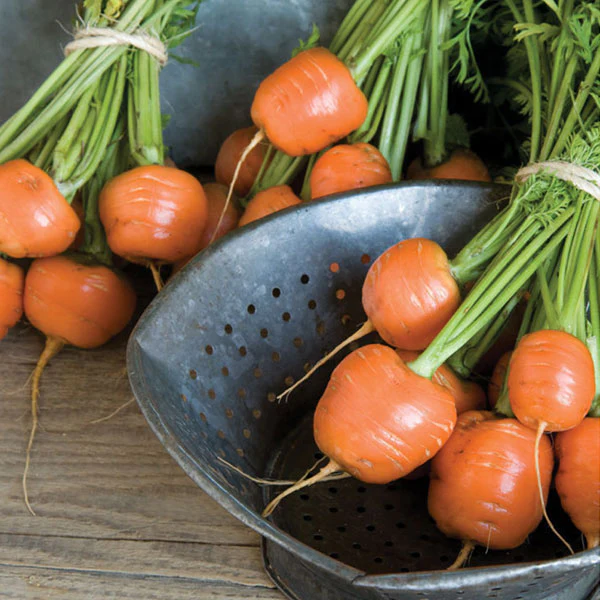 Carrot Paris Market Atlas Seeds - Image 3